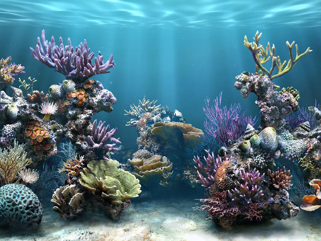 Large aquarium corals seaweeds underwater free wallpaper for desktop - medium preview image