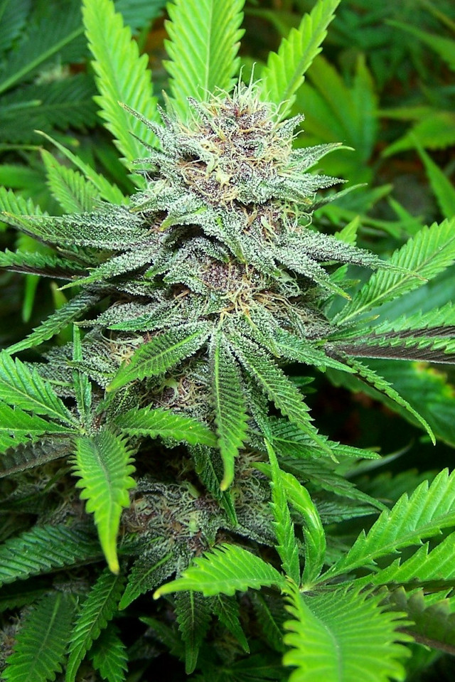 Green leaves bamboo forest puzzle free wallpaper for mobile - medium preview image