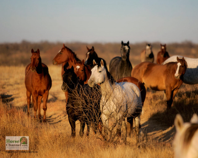 Horses field dry grass sky free wallpaper for desktop - medium preview image
