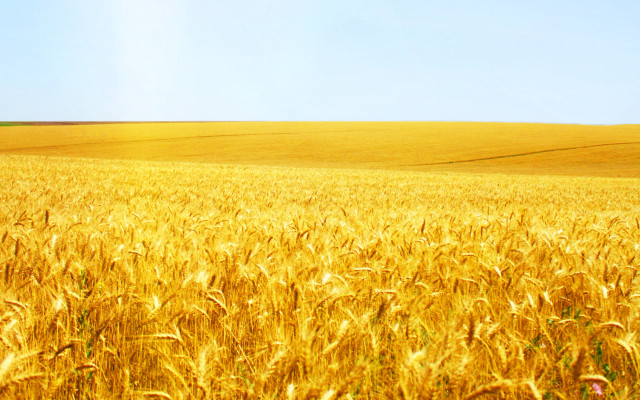 Wheat field blue sky lone free wallpaper for desktop - medium preview image