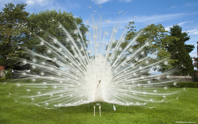 White peacock feathers grass trees free wallpaper for desktop - medium preview image