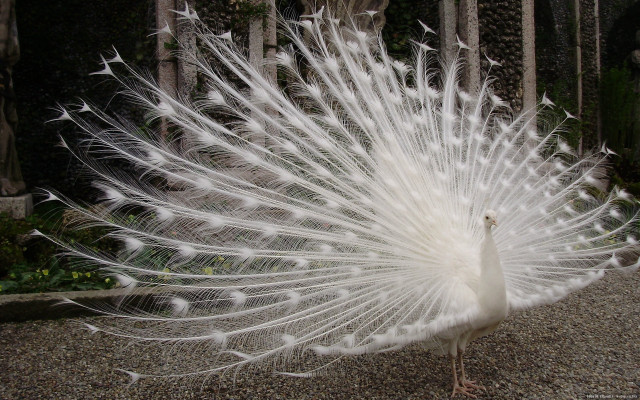 White peacock feathers gravel forest free wallpaper for desktop - medium preview image