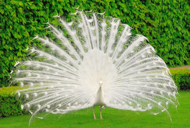 White peacock feathers spread grass #3 free wallpaper for desktop - medium preview image