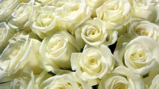White roses bouquet closeup table free wallpaper for desktop - medium preview image
