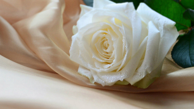White rose beige cloth green free wallpaper for desktop - medium preview image