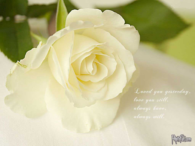 White rose quote tablecloth green free wallpaper for desktop - medium preview image