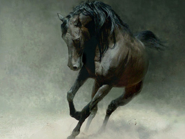 Horse running dust front legs #2 free wallpaper for desktop - medium preview image