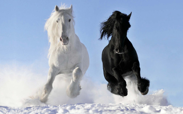 Horses running snow together winter free wallpaper for desktop - medium preview image