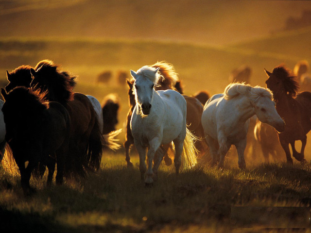 Herd horses running field sunset free wallpaper for desktop - medium preview image