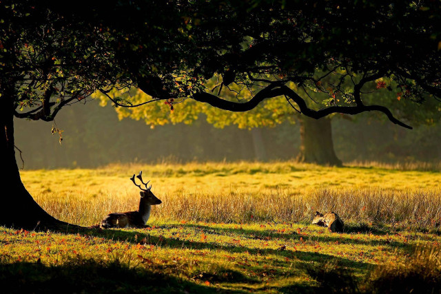 Deer laying shade tree field free wallpaper for desktop - medium preview image
