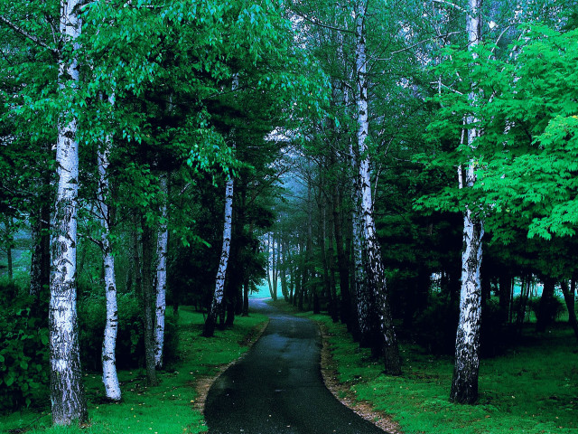 Forest road trees lining path free wallpaper for desktop - medium preview image