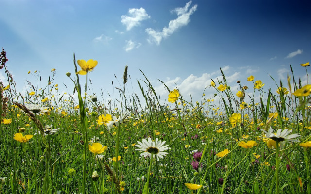 Field flowers grass blue sky #4 free wallpaper for desktop - medium preview image