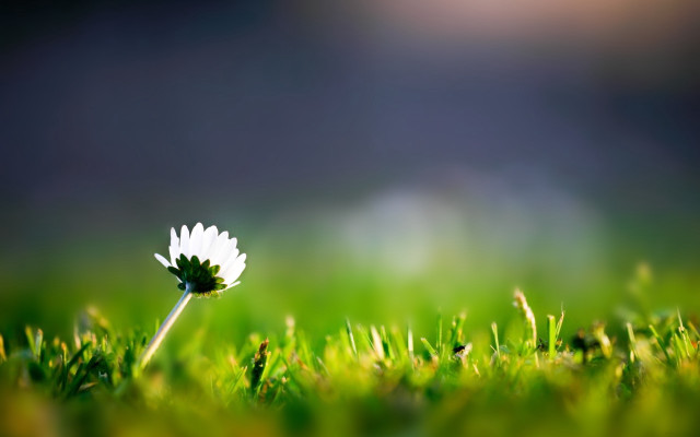 Single white flower grass blurry free wallpaper for desktop - medium preview image