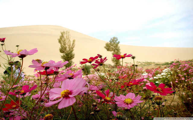Pink flowers field sand dune free wallpaper for desktop - medium preview image
