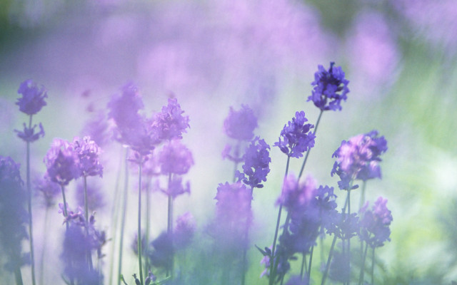Purple flowers field grass blurry free wallpaper for desktop - medium preview image