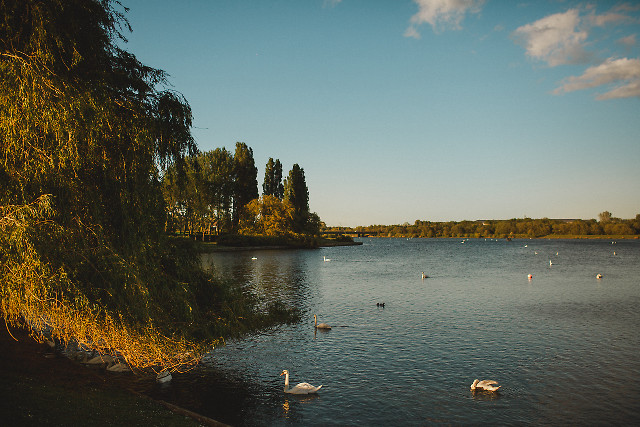 Lake swan duck trees blue free wallpaper for desktop - medium preview image