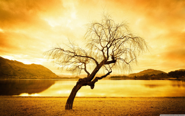 Lone tree lake sunset dramatic free wallpaper for desktop - medium preview image