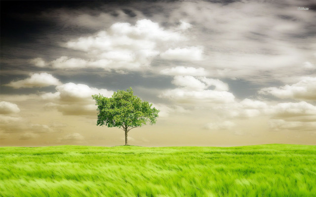 Lone tree green field cloudy free wallpaper for desktop - medium preview image