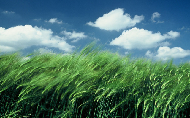 Green grass blue sky clouds #10 free wallpaper for desktop - medium preview image