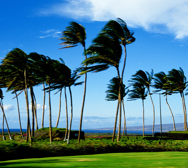 Golf course palm trees blue free wallpaper for tablet - medium preview image