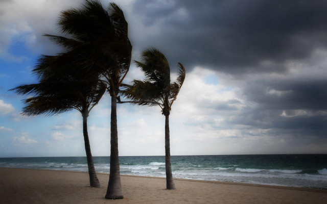 Palm trees beach ocean cloudy free wallpaper for desktop - medium preview image