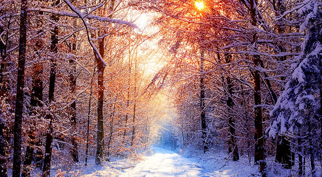 Snowy path forest trees sunlight free wallpaper for desktop - medium preview image