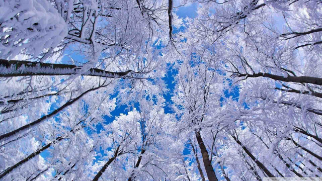 Forest snow blue sky trees #2 free wallpaper for desktop - medium preview image