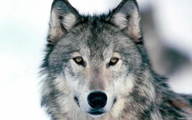 Wolf looking camera snow blurry free wallpaper for desktop - medium preview image