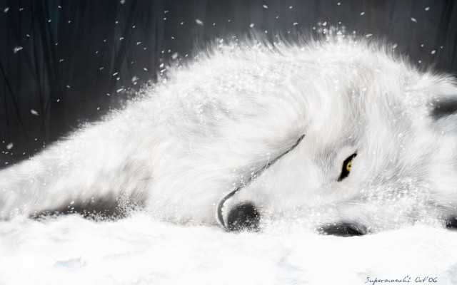 White wolf laying snow head free wallpaper for desktop - medium preview image