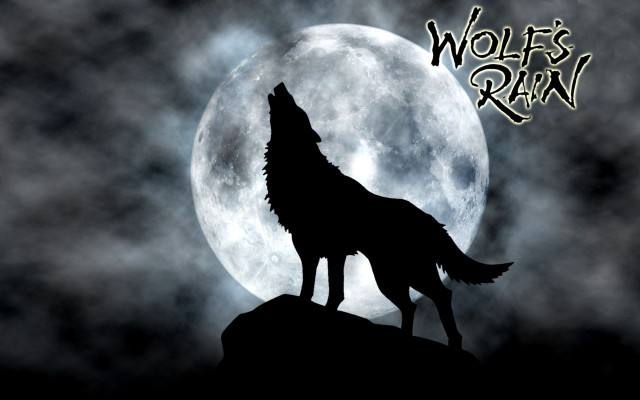 Wolf standing hill full moon free wallpaper for desktop - medium preview image