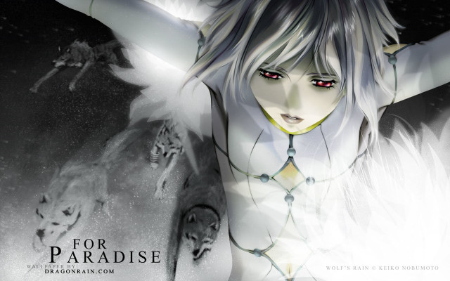 White hair red eyes wolf free wallpaper for desktop - medium preview image