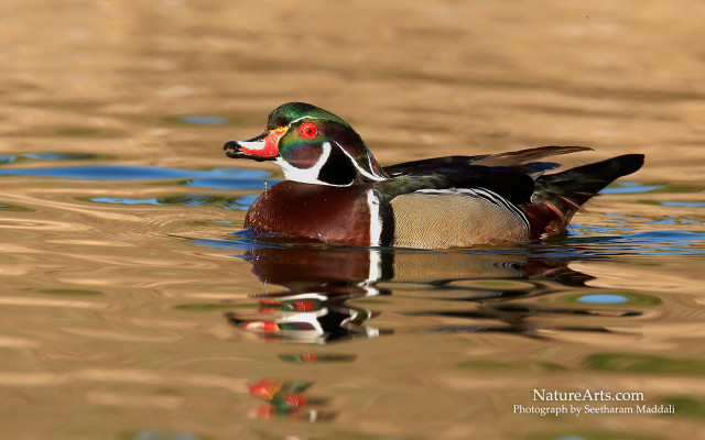 Duck colorful beak swimming pond free wallpaper for desktop - medium preview image