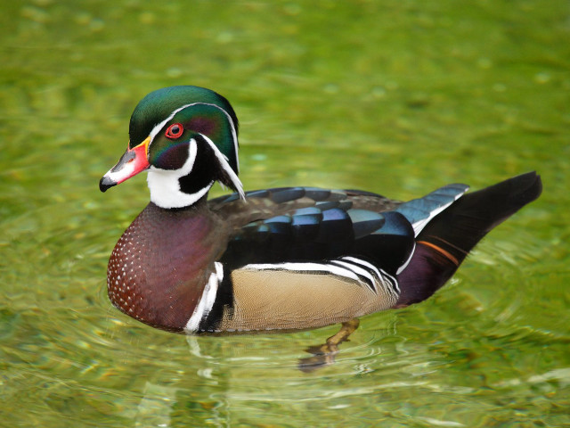 Duck swimming pond green water free wallpaper for desktop - medium preview image