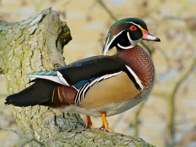Duck perched tree branch sunshine free wallpaper for desktop - medium preview image