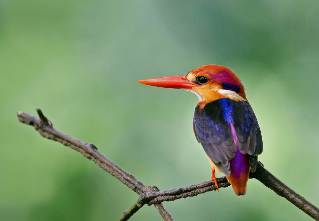 Colorful bird perched branch blurry #5 free wallpaper for desktop - medium preview image
