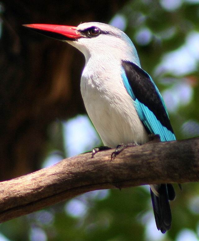 Bird red beak tree branch free wallpaper for mobile - medium preview image