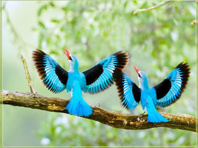 Three blue birds sitting branch free wallpaper for desktop - medium preview image