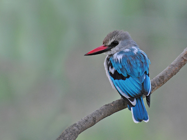 Bird red beak branch blurry free wallpaper for desktop - medium preview image