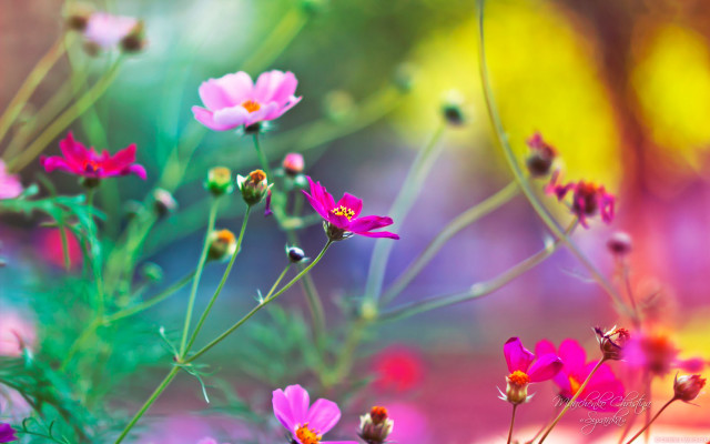 Flowers grass blurry background impressionist free wallpaper for desktop - medium preview image