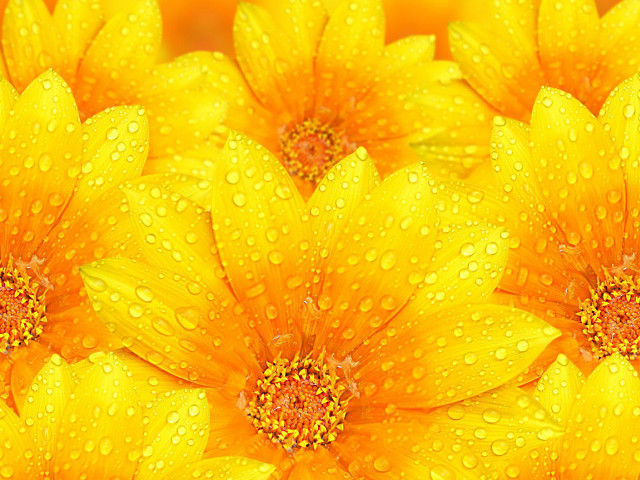 Yellow flower water droplets macro #4 free wallpaper for desktop - medium preview image