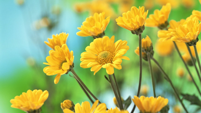 Yellow flowers blurry background green free wallpaper for desktop - medium preview image