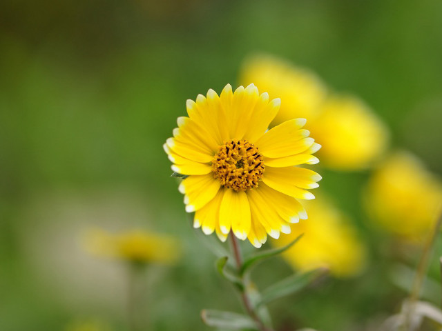 Yellow flower green background blurry #2 free wallpaper for desktop - medium preview image