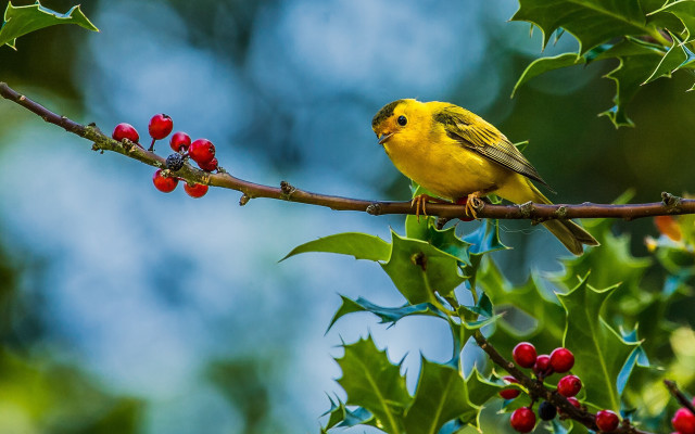 Yellow bird branch tree berries #3 free wallpaper for desktop - medium preview image