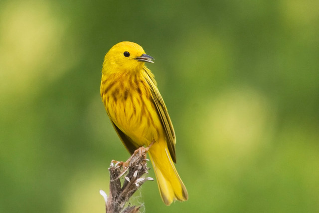 Yellow bird perched branch blurry free wallpaper for desktop - medium preview image