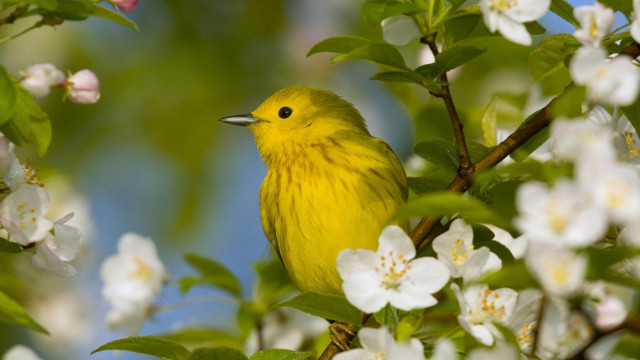 Yellow bird tree white flowers free wallpaper for desktop - medium preview image