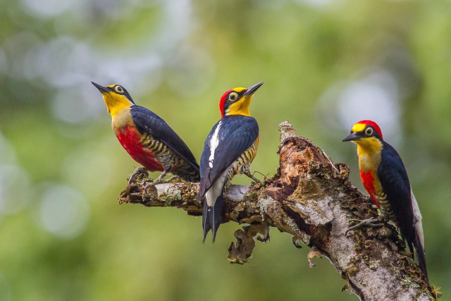 Colorful birds perched forest background free wallpaper for desktop - medium preview image