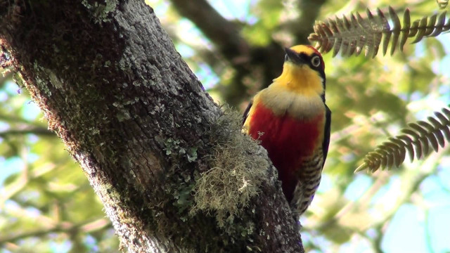 Bird perched tree branch moss free wallpaper for desktop - medium preview image
