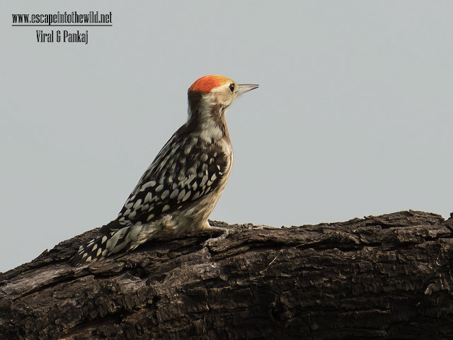 Red head bird tree branch free wallpaper for desktop - medium preview image