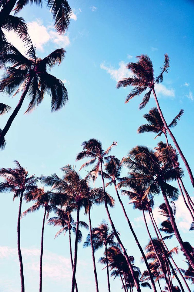 Palm trees blowing wind sunny free wallpaper for mobile - medium preview image