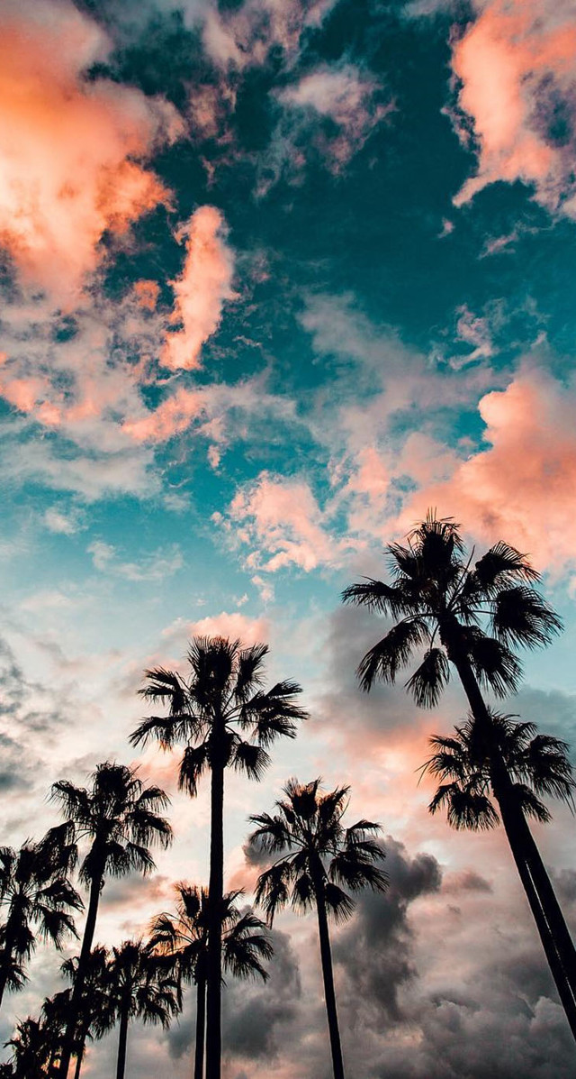 Palm trees cloudy sky pink free wallpaper for mobile - medium preview image